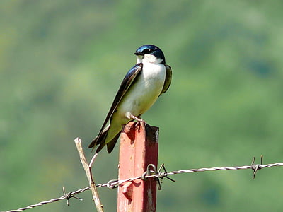 selective focus photo of black and white swift bird thumbnail