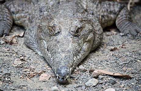crocodile lying down on ground thumbnail