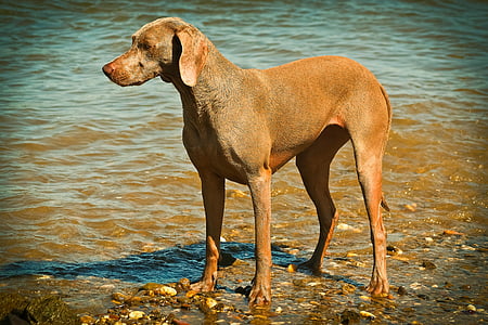 brown hound on shore thumbnail