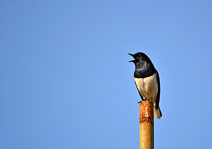 white and black bird on pole thumbnail