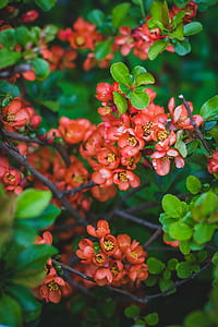Red Flowers thumbnail