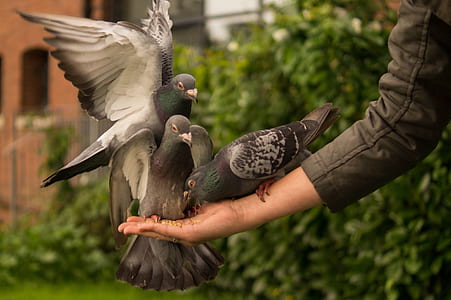 three black and blue birds thumbnail