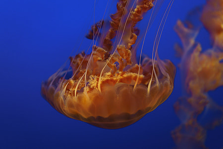 closeup photo of jellyfish thumbnail
