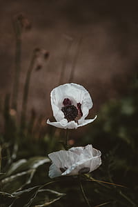 closeup photography of white poppy flowers thumbnail