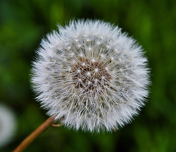 Dandelion, Nature thumbnail
