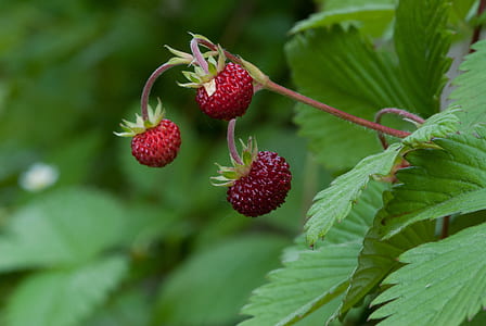 selective focus photography of red raspberries thumbnail