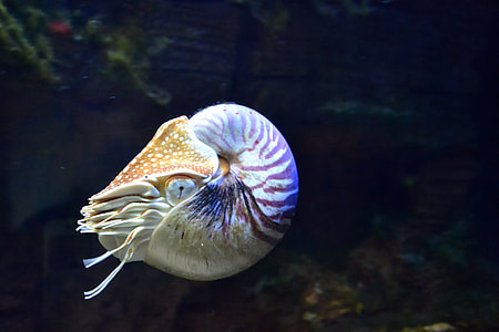 Nautilus in the water thumbnail