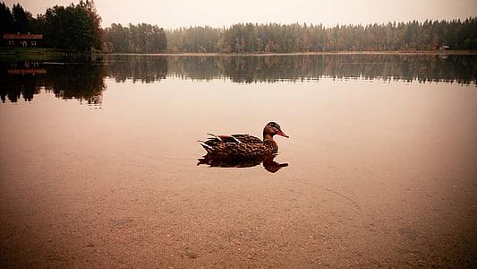 duck on body of water thumbnail