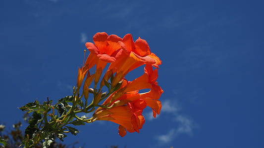 orange petaled flowers thumbnail