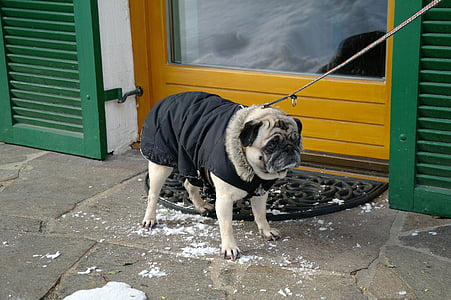 fawn pug standing near brown door thumbnail