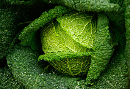 focus photo of \green vegetable thumbnail