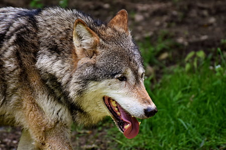 shallow focus photography of a wolf thumbnail