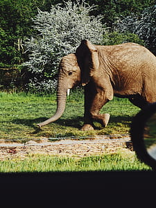 brown elephant walking on green grass field thumbnail