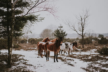 brown and white group of horse on snow road thumbnail