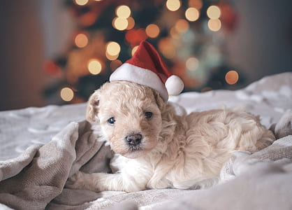 selective focus photography labradoodle puppy on bed thumbnail