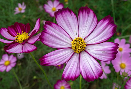 pink-and-white flowers thumbnail