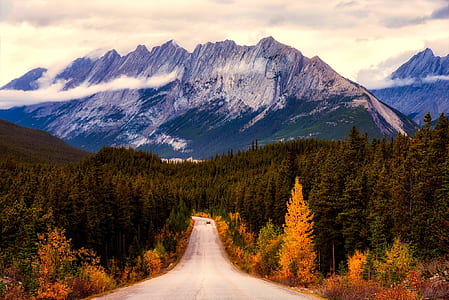 photo of pine trees and mountain thumbnail