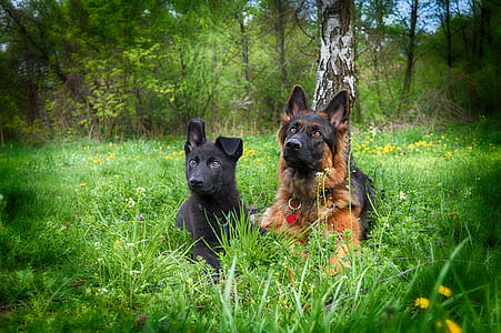 adult black and red German shepherd and puppy outdoor thumbnail