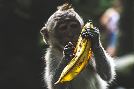 gray primate holding banana thumbnail