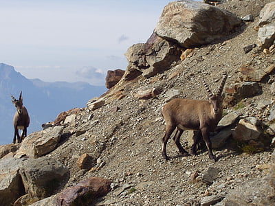 two brown antelopes beside mountain thumbnail