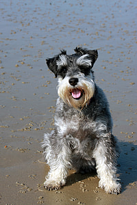 close up shot of black and white Miniature Schnauzer on seashore thumbnail