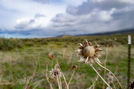 Brown Dried Flowers thumbnail