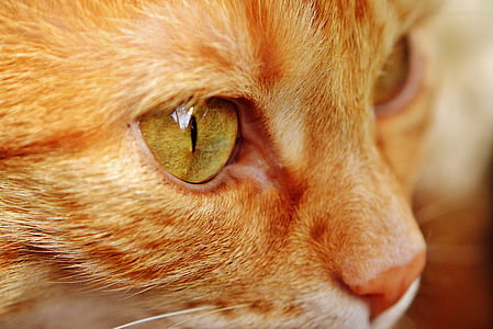close-up photo of tan cat thumbnail