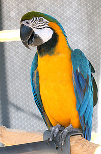 Macaw thumbnail