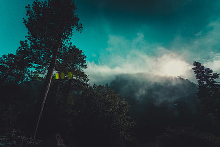 nature, sky, forest, trees thumbnail