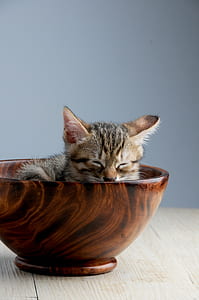 animal, pet, cute, fur thumbnail