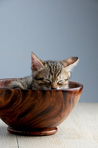 brown tabby kitten on brown bowl thumbnail