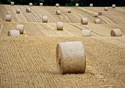 bale of hay on field thumbnail