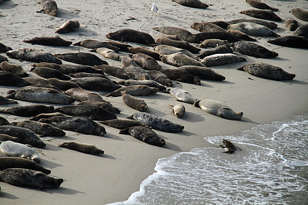 group of seal on seashore during daytime thumbnail