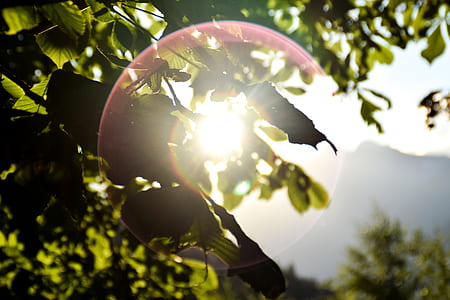 green leafed tree thumbnail