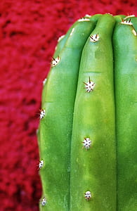 close-up photo of green cactus thumbnail