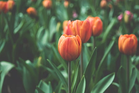 shallow focus photography of orange tulip flowers thumbnail