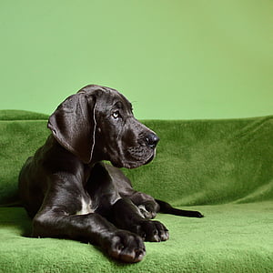 black great dane puppy prone lying on green sofa inside the room thumbnail