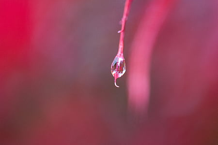 macro photography of water drop on red plant thumbnail