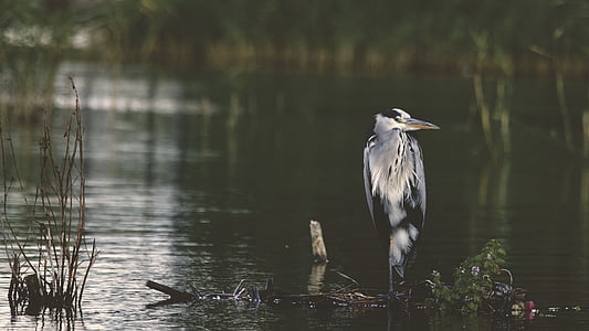 gray bird in body of water thumbnail