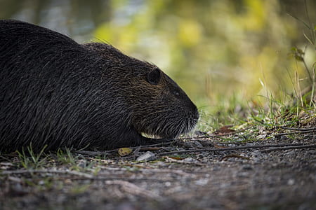 black beaver lying on soil thumbnail