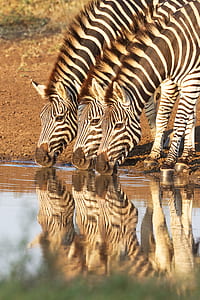 three zebras drinking water on river at daytime thumbnail