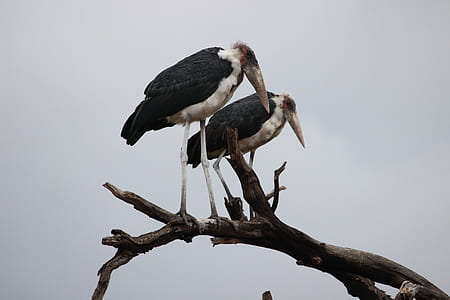 two black-and-white birds on tree branch thumbnail