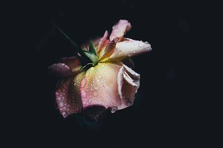 closeup photography of pink rose flower with water droplets thumbnail