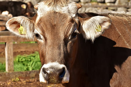 selective focus photography of cow thumbnail