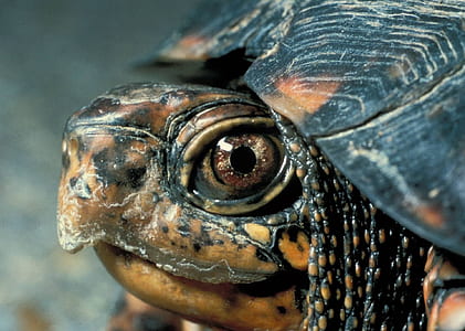 close-up photography of turtle thumbnail