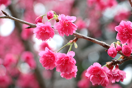 pink cherry blossoms thumbnail