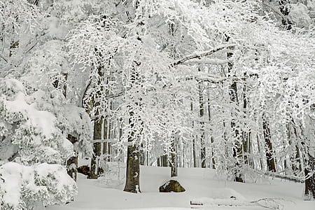 tree covered by snow thumbnail