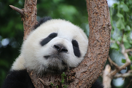 shallow focus photography of panda thumbnail