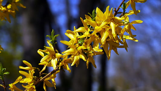 shallow focus photo of yellow flowers thumbnail