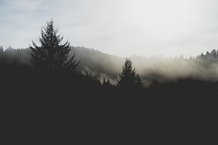 silhouette photo of trees under white clouds at daytime thumbnail